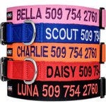 Best Dog Collars