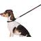 Show in main carousel: GoTags Nylon Personalized Dog Leash, Black, Small: 6-ft long, 3/8-in wide slide 2 of 7