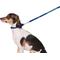 Show in main carousel: GoTags Nylon Personalized Dog Leash, Blue, Small: 6-ft long, 3/8-in wide slide 3 of 8