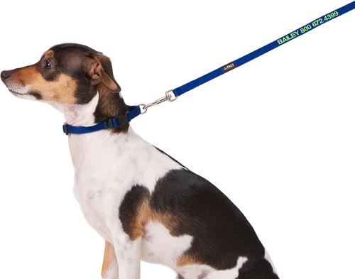 Show full view: GoTags Nylon Personalized Dog Leash, Blue, Small: 6-ft long, 3/8-in wide slide 3 of 8