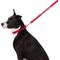 Show in main carousel: GoTags Nylon Personalized Dog Leash, Red, Medium: 6-ft long, 5/8-in wide slide 2 of 7