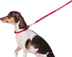 GoTags Nylon Personalized Dog Leash, Red, Small: 6-ft long, 3/8-in wide slide 2 of 6