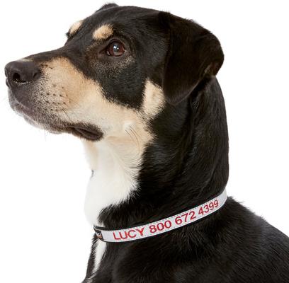 Show full view: GoTags Nylon Personalized Reflective Dog Collar, Black, Small: 11 to 16.5-in neck, 5/8-in wide slide 3 of 9