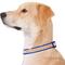 Show in main carousel: GoTags Nylon Personalized Reflective Dog Collar, Blue, Large: 17 to 27.5-in neck, 1-in wide slide 3 of 9