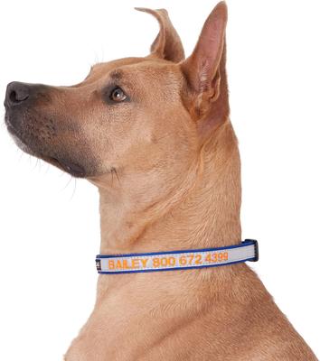 Show full view: GoTags Nylon Personalized Reflective Dog Collar, Blue, Medium: 14 to 20.5-in neck, 3/4-in wide slide 3 of 9