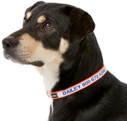 Show full view: GoTags Nylon Personalized Reflective Dog Collar, Orange, Small: 11 to 16.5-in neck, 5/8-in wide slide 3 of 9