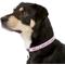 Show in main carousel: GoTags Nylon Personalized Reflective Dog Collar, Pink, Small: 11 to 16.5-in neck, 5/8-in wide slide 3 of 9