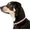 Show in main carousel: GoTags Nylon Personalized Reflective Dog Collar, Red, Small: 11 to 16.5-in neck, 5/8-in wide slide 3 of 9
