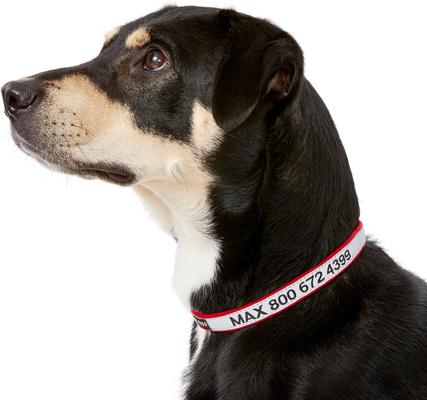 Show full view: GoTags Nylon Personalized Reflective Dog Collar, Red, Small: 11 to 16.5-in neck, 5/8-in wide slide 3 of 9