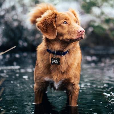 Show full view: GoTags Oh Shit! I'm Lost Bone Personalized Dog ID Tag, Bone slide 4 of 5