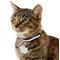 Show in main carousel: GoTags Stainless Steel Personalized Cat ID Tag, Mouse slide 4 of 6
