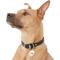 Show in main carousel: GoTags Stainless Steel Personalized Dog Tag with Silencer, Round, Regular slide 6 of 7