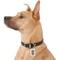Show in main carousel: GoTags Stainless Steel Personalized Silencer Dog ID Tag, Rectangle, Regular slide 6 of 7