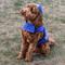 Show in main carousel: GoTags Water Resistant Personalized Dog Raincoat, Blue, Large slide 4 of 9