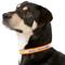 Show in main carousel: GoTags Waterproof Personalized Reflective Dog Collar, Orange, 14 to 16-in neck, 3/4-in wide slide 3 of 8