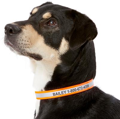 Show full view: GoTags Waterproof Personalized Reflective Dog Collar, Orange, 14 to 16-in neck, 3/4-in wide slide 3 of 8