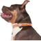 Show in main carousel: GoTags Waterproof Personalized Reflective Dog Collar, Orange, 22 to 25-in neck, 1-in wide slide 3 of 8
