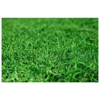Show full view: Gotta Go Grass Reptile Real Grass Pad Refill, 16-in x 24-in, 2 count slide 6 of 7
