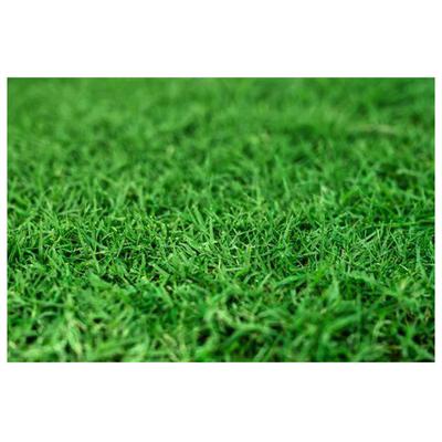 Show full view: Gotta Go Grass Small Pet Real Grass Pad Liner Refill, 16-in x 24in, 2 count slide 8 of 9