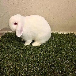 Gotta Go Grass Small Pet Real Grass Pad Liner with Tray, 16-in x 24-in slide 2 of 9