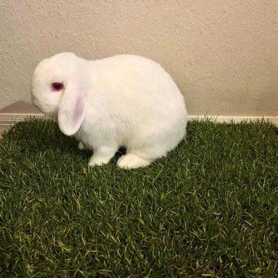 Show full view: Gotta Go Grass Small Pet Real Grass Pad Liner with Tray, 16-in x 24-in slide 9 of 9