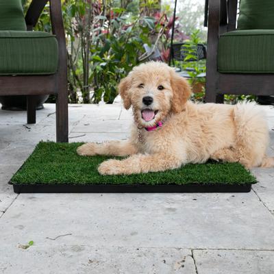 Show full view: Gotta Go Grass the Natural Relief with interlocking Tray Dog Potty Pads, 16-in x 24-in, 2 count slide 6 of 8