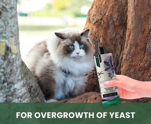 Show full view: Gou Gou Pets Therapeutic Dog, Cat & Horse Shampoo, 16-fl oz bottle, 1 slide 4 of 8