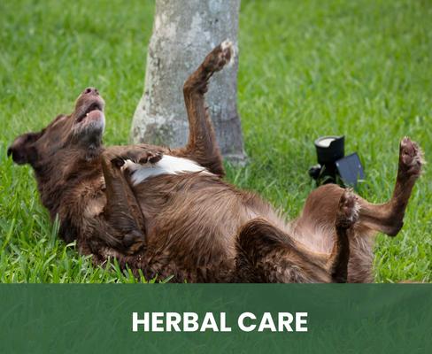 Show full view: Gou Gou Pets Therapeutic Dog, Cat & Horse Shampoo, 16-fl oz bottle, 1 slide 7 of 8