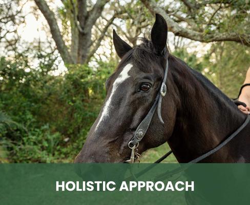 Show full view: Gou Gou Pets Therapeutic Dog, Cat & Horse Shampoo, 16-fl oz bottle, 1 slide 8 of 8