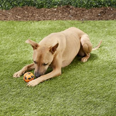 Show full view: GoughNuts Interactive Ball Dog Toy, Orange slide 2 of 6