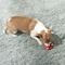 Show in main carousel: GoughNuts Lite Bite Dog Toy, Red, 3-in slide 2 of 5