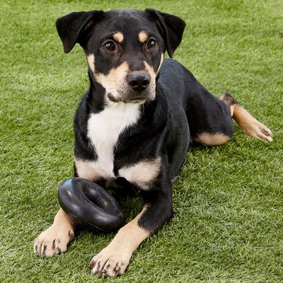 Show full view: GoughNuts Ring Dog Toy, Black, Original slide 4 of 7