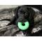 Show in main carousel: GoughNuts Ring Dog Toy, Green, Original slide 3 of 7