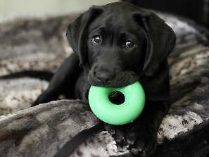 Show full view: GoughNuts Ring Dog Toy, Green, Original slide 3 of 7