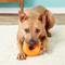 Show in main carousel: GoughNuts Ring Dog Toy, Orange, Original slide 2 of 6