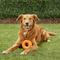 Show in main carousel: GoughNuts Ring Dog Toy, Orange, Original slide 3 of 6