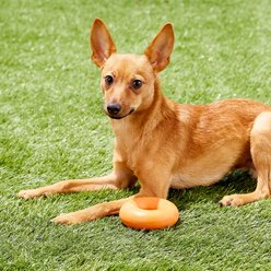 GoughNuts Ring Dog Toy, Orange, Small slide 2 of 3