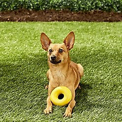 GoughNuts Ring Dog Toy, Yellow, Small slide 2 of 4