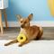 Show in main carousel: GoughNuts Ring Dog Toy, Yellow, Small slide 3 of 7