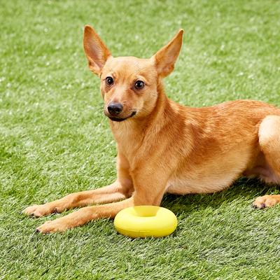 Show full view: GoughNuts Ring Dog Toy, Yellow, Small slide 4 of 7