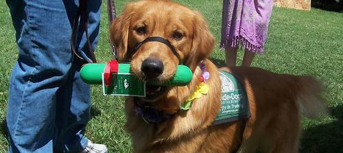 Show full view: GoughNuts Stick Dog Toy, Green, Original slide 2 of 7