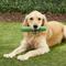 Show in main carousel: GoughNuts Stick Dog Toy, Green, Original slide 3 of 7