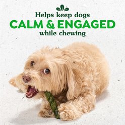 Greenies Occupy Twists Petite Chicken Flavor Natural Long-Lasting Chews Dog Treats, 10 count slide 2 of 9