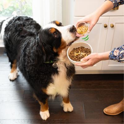 Show full view: Greenies Smart Topper Chicken, Green Beans & Sweet Potatoes Recipe Grain-Free Wet Dog Food Topper, 2-oz tray, case of 10 slide 7 of 12