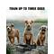 Show in main carousel: GroovyPets Three-Dog Set 1100 Yard Auto Anti Bark, Humane Beep, Vibration, Static Shock Waterproof Rechargeable Dog Training Shock Collar System slide 3 of 7