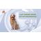 Show in main carousel: GroovyPets Touchscreen Automatic Bark Collar Intelligent Bark Deterrent Dog Collar slide 3 of 12