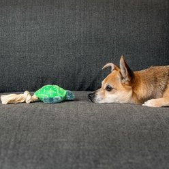 Grrreen Rope Turtle Squeaky Plush Dog Toy, Small slide 2 of 4