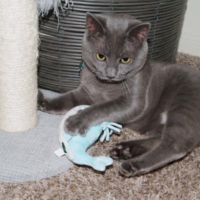 Show full view: Grrreen Whale Kicker Plush Cat Toy with Catnip, Blue, Small slide 3 of 5