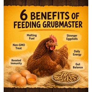 GRUBMASTER Dried Black Soldier Fly Larvae Bird Treat, 10-lb bag