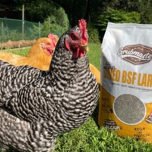 GRUBMASTER Dried Black Soldier Fly Larvae Bird Treat, 10-lb bag